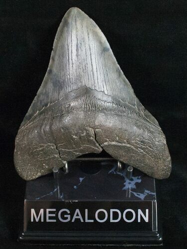 Wide Megalodon Tooth - South Carolina #12012